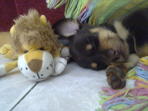 mi perri durmiendo con su peluche... que mona ella!!